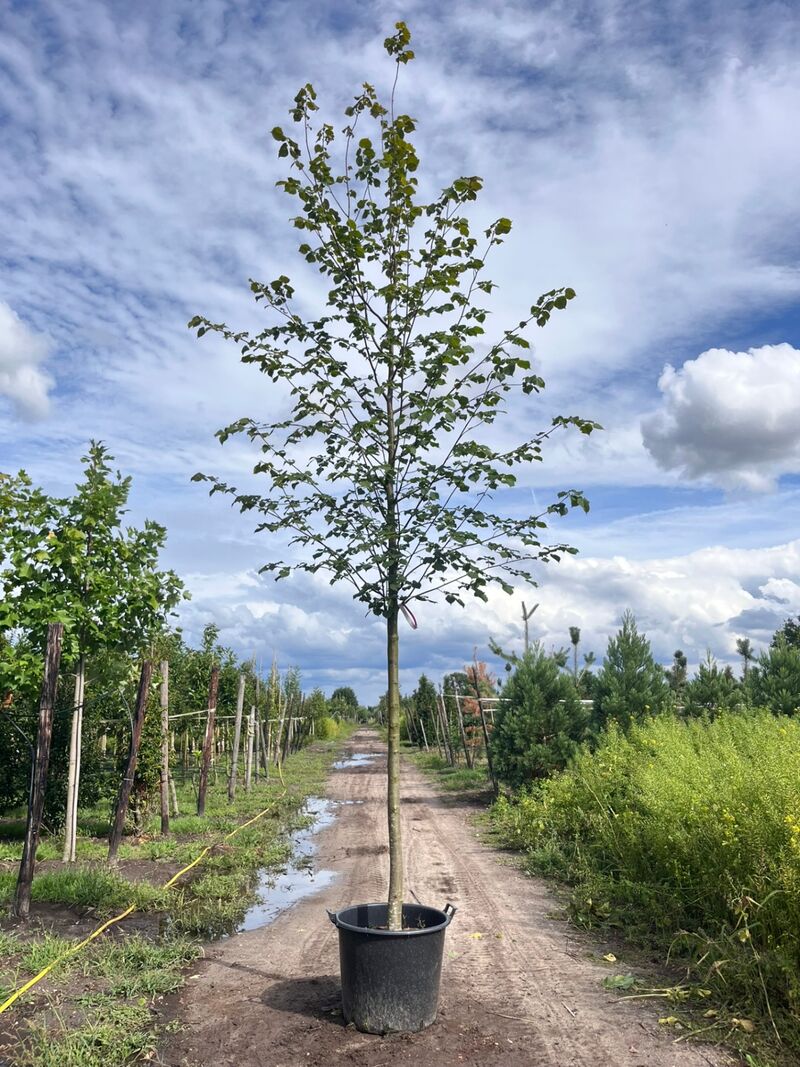 Ca. 10x Koningslinde, Tilia 'Pallida', laanboom, ca. 5 m hoog – foto 4 – kavel bij Onlineveilingmeester, Ederveen