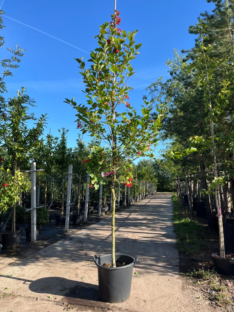 3x Wilde kardinaalsmuts, Euonymus Europaeus, hoogstam, witte/rode bloei, ca. 3.5 m hoog – foto 3 – kavel bij Onlineveilingmeester, Ederveen