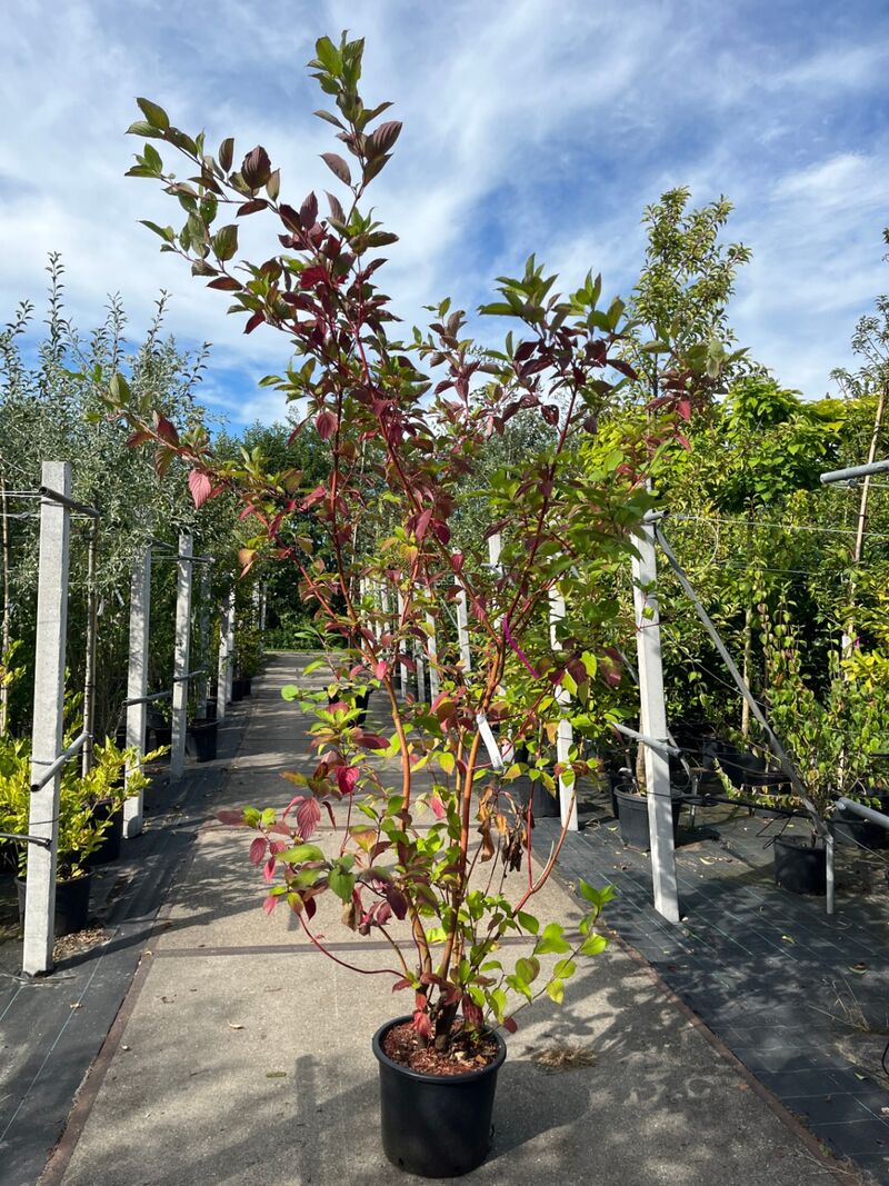 Ca. 25x Gemengde landschapshaag, Cornus Mas E.a., sierplantsoen, bloei/herfstverkleuring, ca. 75-200 cm hoog – foto 3 – kavel bij Onlineveilingmeester, Ederveen
