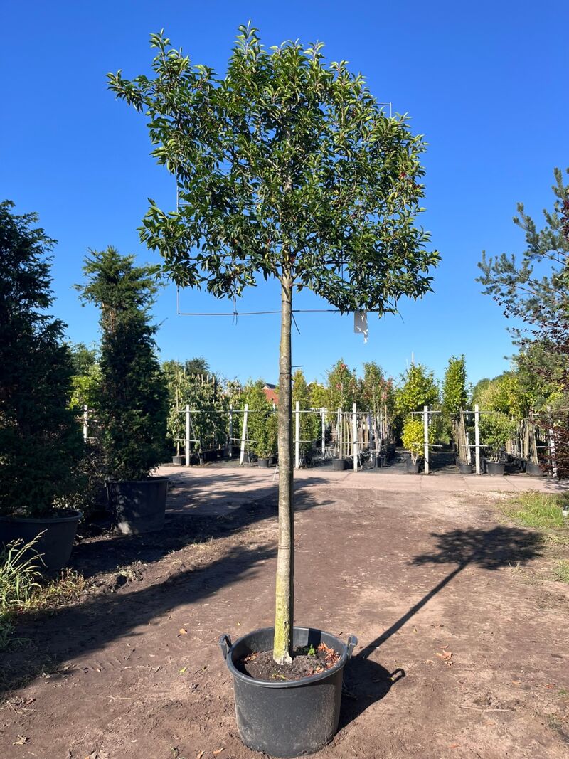 Portugese laurier, Prunus 'Angustifolia', leiboom, wintergroen, ca. 180cm stamhoogte – kavel bij Onlineveilingmeester, Ederveen