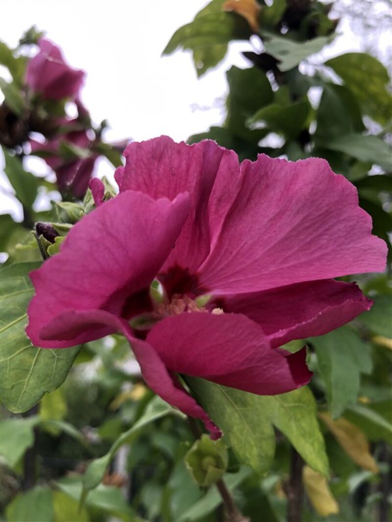 2x Altheastruik, Hibiscus 'Woodbridge', sierheester, roze bloei, ca. 125-175 cm hoog – foto 3 – kavel bij Onlineveilingmeester, Ederveen