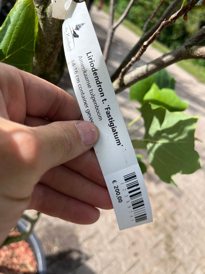 2x Amerikaanse tulpenboom, Liriodendron 'Fastigiatum', zuilvorm, gele herfstkleur, ca. 3.5-4 m hoog – foto 3 – kavel bij Onlineveilingmeester, Ederveen
