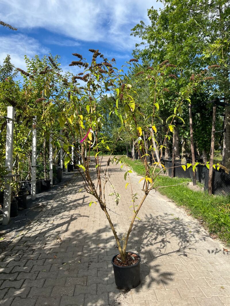 3x Vlinderstruik, Buddleja 'Border Beauty', sierheester, roze/paarse bloei, ca. 175 cm hoog – foto 3 – kavel bij Onlineveilingmeester, Ederveen