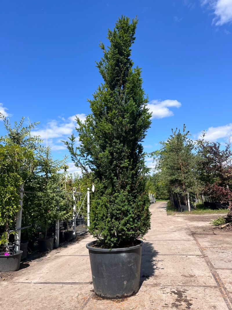 2x Venijnboom, Taxus Baccata, haagplant, wintergroen, ca. 350-400 cm hoog – kavel bij Onlineveilingmeester, Ederveen