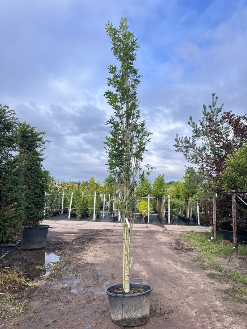 3x Moeraseik, Quercus Green Pillar, zuilboom, ca. 5 m hoog – foto 3 – kavel bij Onlineveilingmeester, Ederveen