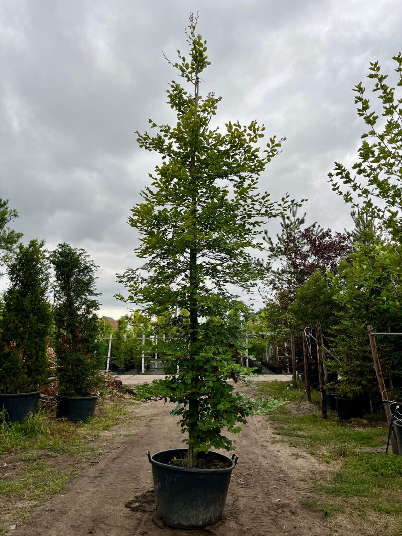 Ca. 10x Beuk, Fagus Sylvatica, geveerd, groenbladig/roodbladig, ca. 4-5 m hoog – foto 4 – kavel bij Onlineveilingmeester, Ederveen