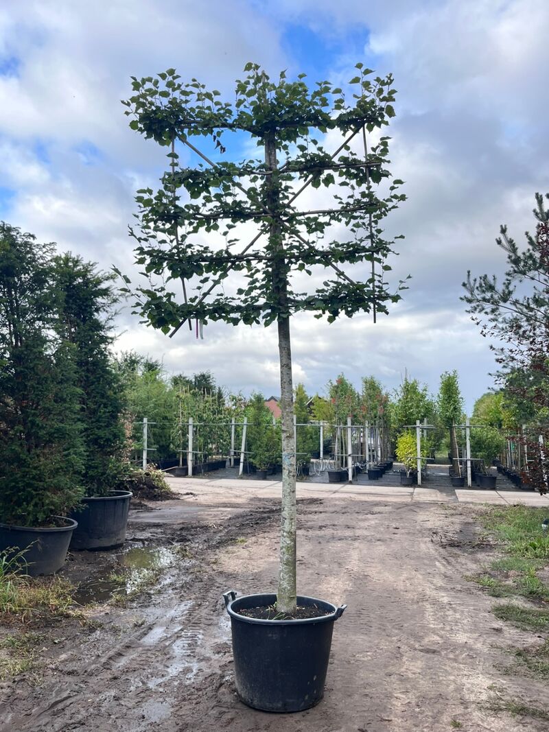 4x Winterlinde, Tilia Cordata, leiboom, ca. 200 cm stamhoogte – foto 2 – kavel bij Onlineveilingmeester, Ederveen