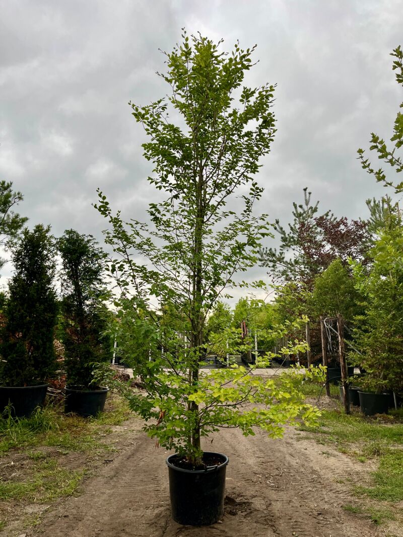 Ca. 10x Beuk, Fagus Sylvatica, geveerd, groenbladig/roodbladig, ca. 4-5 m hoog – foto 6 – kavel bij Onlineveilingmeester, Ederveen
