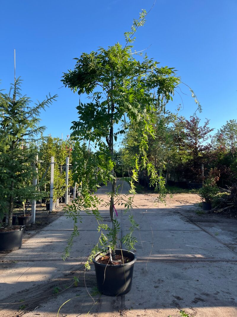 4x Blauweregen, Wisteria 'Prolific', klimplant, blauwe bloei, ca. 2.5-3 m hoog – foto 4 – kavel bij Onlineveilingmeester, Ederveen
