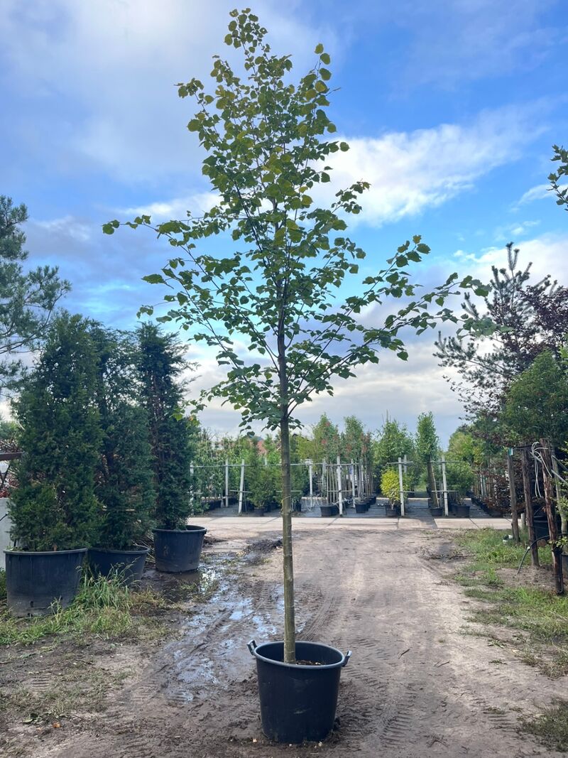 Ca. 10x Koningslinde, Tilia 'Pallida', laanboom, ca. 5 m hoog – foto 8 – kavel bij Onlineveilingmeester, Ederveen