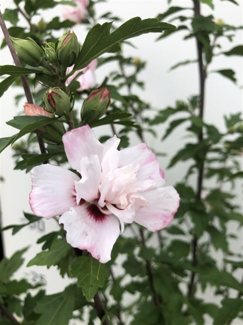 3x Altheastruik, Hibiscus 'Lady Stanley', sierheester, roze bloei, ca. 175-200 cm hoog – foto 4 – kavel bij Onlineveilingmeester, Ederveen