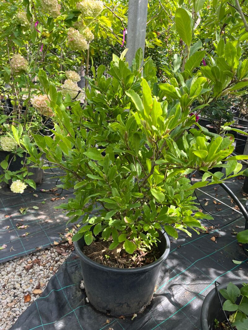 Ca. 12x Sierstruik, Syringa, Magnolia E.a., sierheester, bloei/herfstverkleuring, ca. 100-200 cm hoog – foto 5 – kavel bij Onlineveilingmeester, Ederveen