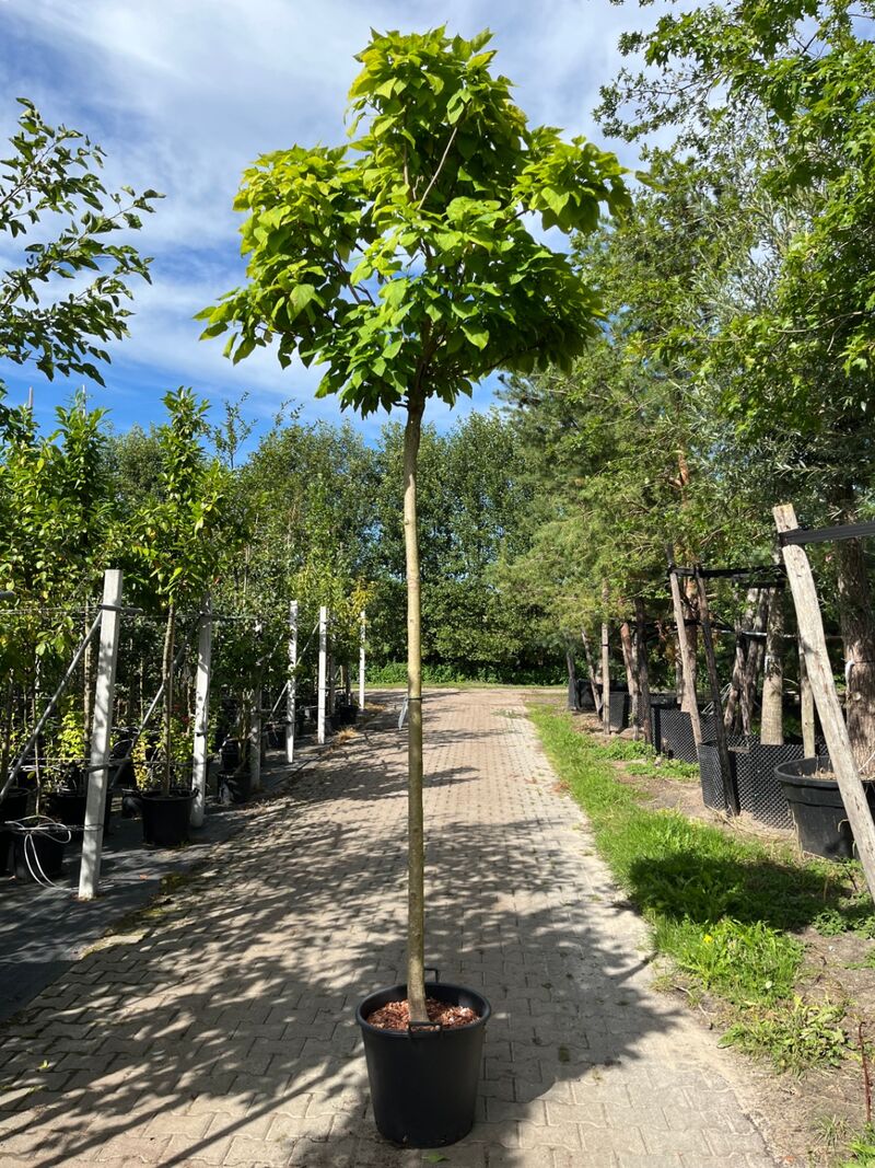 2x Trompetboom, Catalpa 'Nana', bolboom, ca. 210 cm stamhoogte – foto 2 – kavel bij Onlineveilingmeester, Ederveen