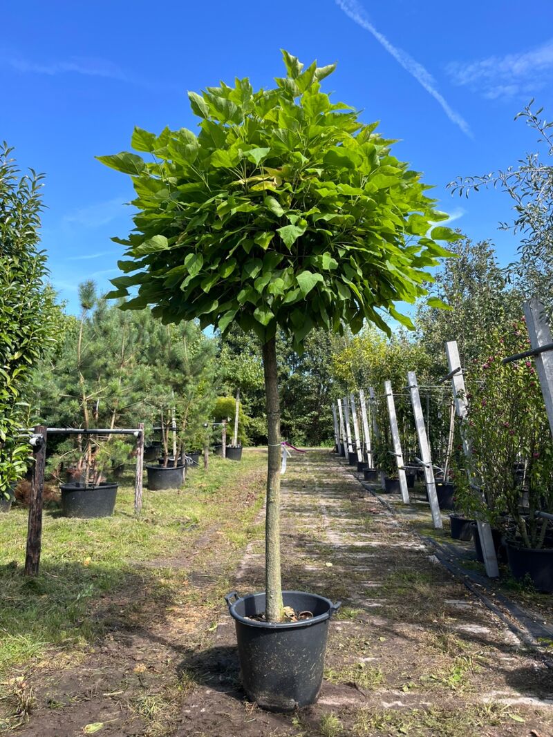 4x Trompetboom, Catalpa 'Nana', bolboom, ca. 160 cm stamhoogte – foto 3 – kavel bij Onlineveilingmeester, Ederveen
