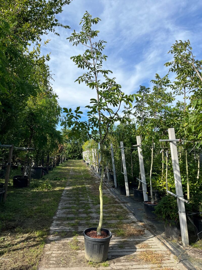 Ca. 15x Walnotenboom, Juglans 'Chandler', vruchtboom, vruchtdragend, ca. 3.5 m hoog – kavel bij Onlineveilingmeester, Ederveen