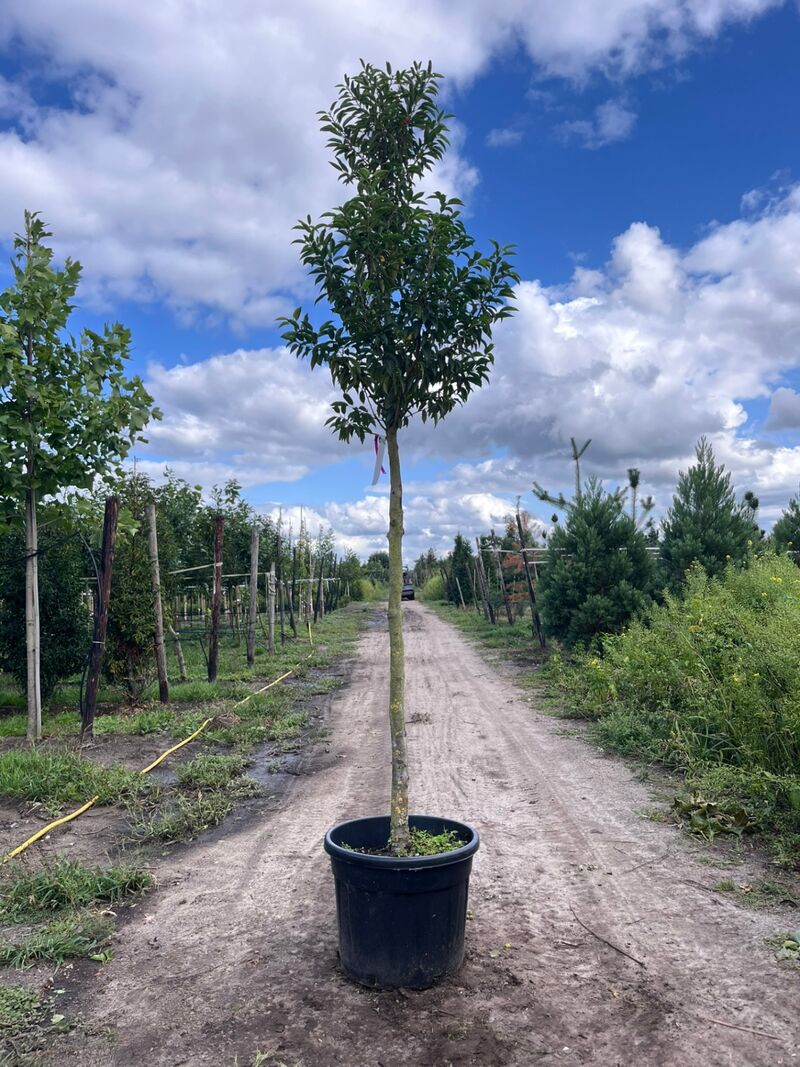 5x Portugese laurier, Prunus 'Angustifolia', leigeschikt, wintergroen, ca. 3-4 m hoog – foto 5 – kavel bij Onlineveilingmeester, Ederveen