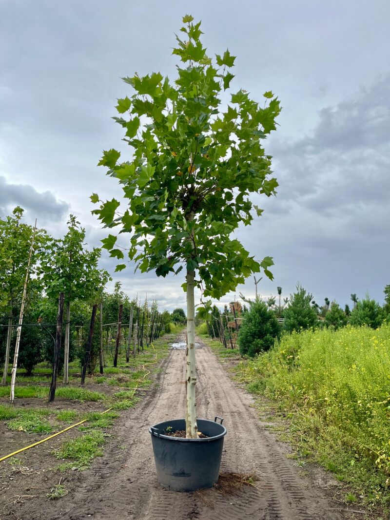 4x Plataan, Platanus Hispanica, hoogstam, ca. 5 m hoog – foto 3 – kavel bij Onlineveilingmeester, Ederveen