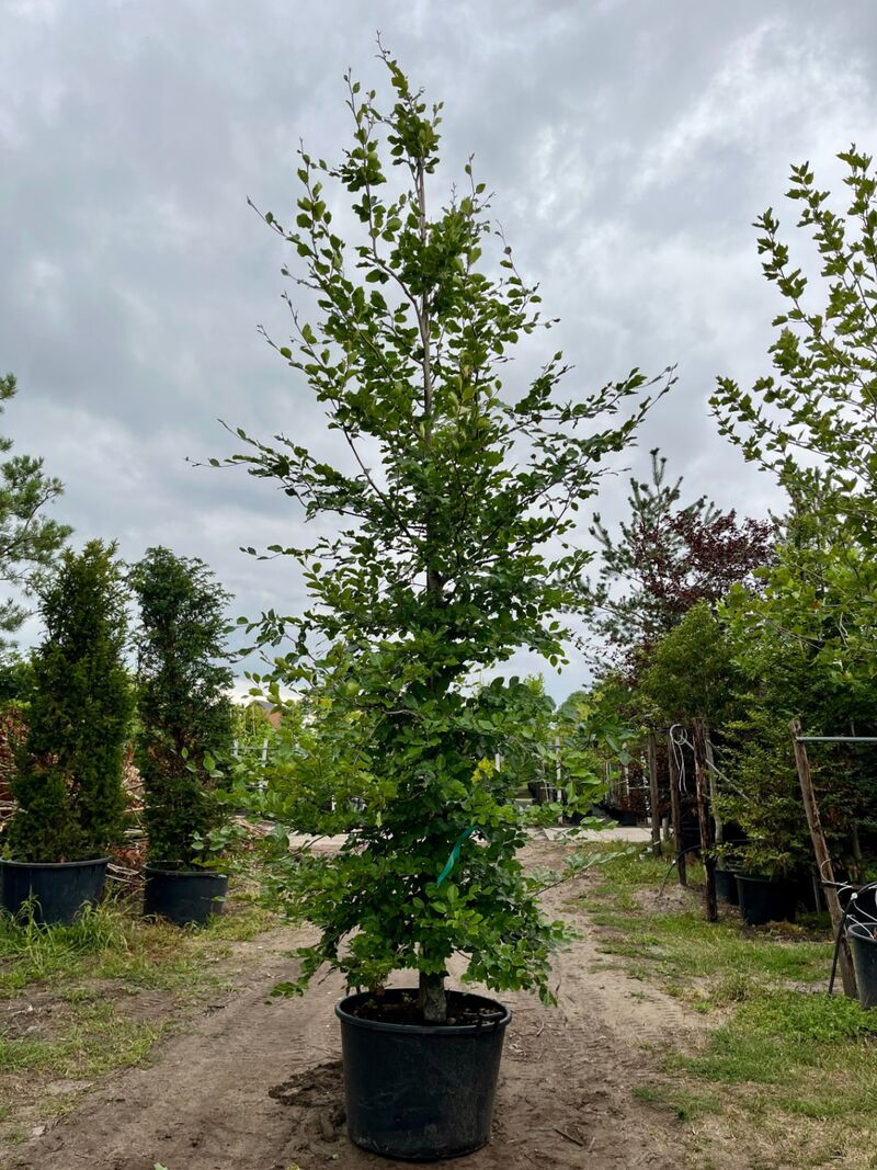 3x Beuk, Fagus Sylvatica, geveerd, groenbladig, ca. 5-6 m hoog – foto 2 – kavel bij Onlineveilingmeester, Ederveen