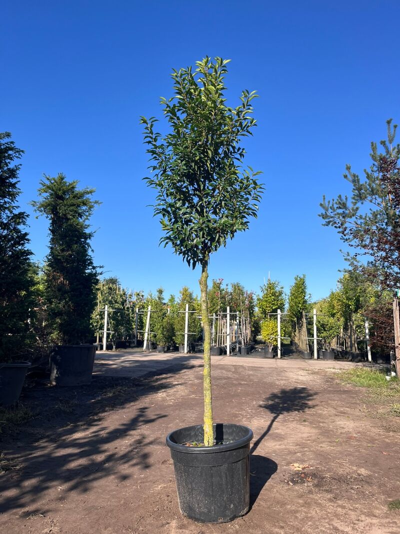 5x Portugese laurier, Prunus 'Angustifolia', leigeschikt, wintergroen, ca. 3 m hoog – foto 3 – kavel bij Onlineveilingmeester, Ederveen