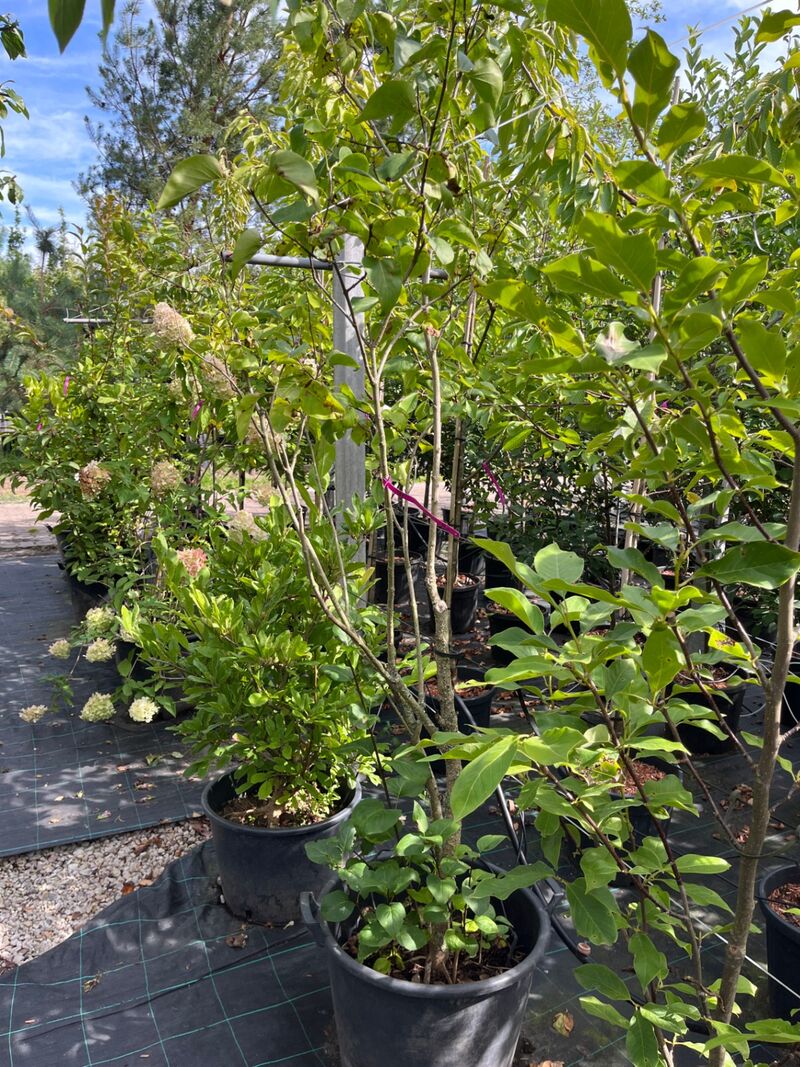 Ca. 12x Sierstruik, Syringa, Magnolia E.a., sierheester, bloei/herfstverkleuring, ca. 100-200 cm hoog – foto 3 – kavel bij Onlineveilingmeester, Ederveen