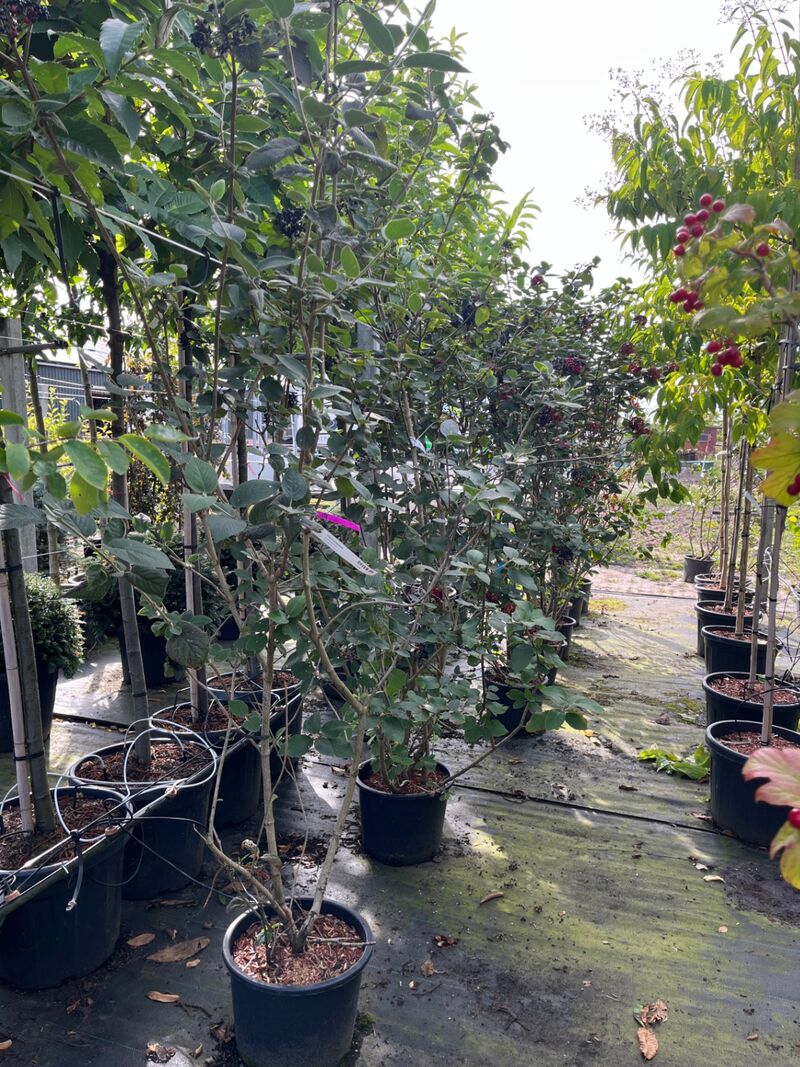 Ca. 25x Gemengde landschapshaag, Cornus Mas E.a., sierplantsoen, bloei/herfstverkleuring, ca. 75-200 cm hoog – foto 9 – kavel bij Onlineveilingmeester, Ederveen