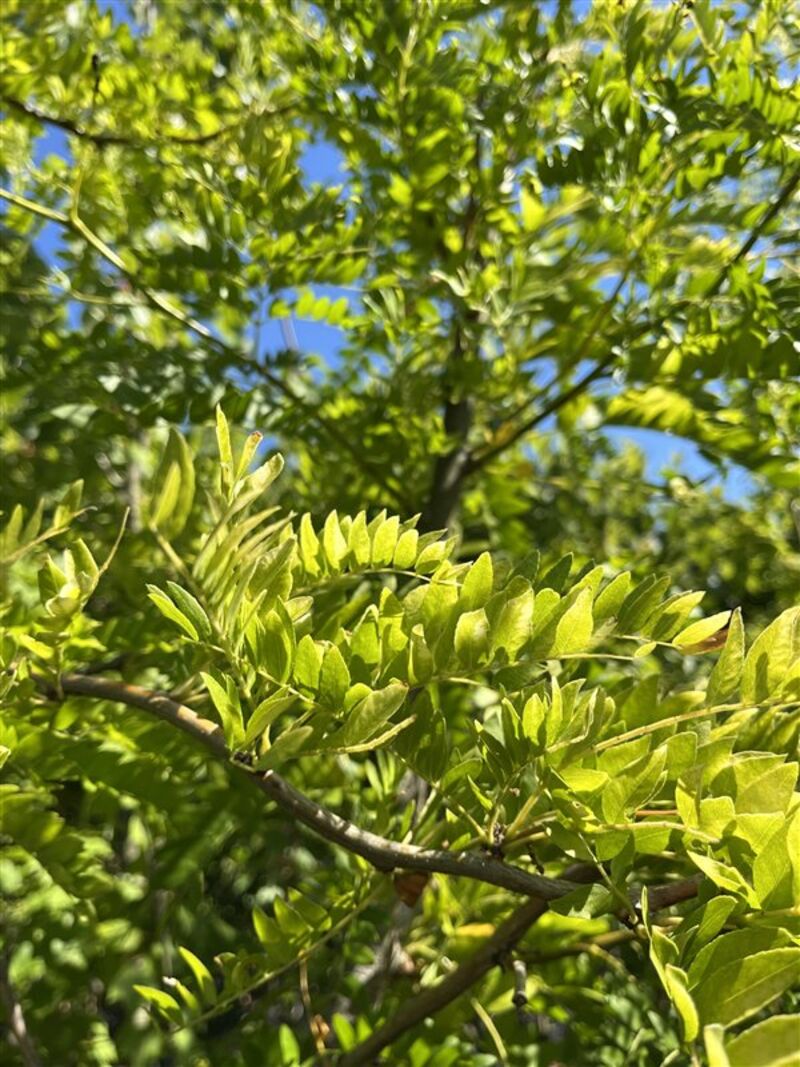Valse Christusdoorn, Gleditsia 'Sunburst', hoogstam, geelgroen blad, ca. 4-5 m hoog – foto 2 – kavel bij Onlineveilingmeester, Ederveen