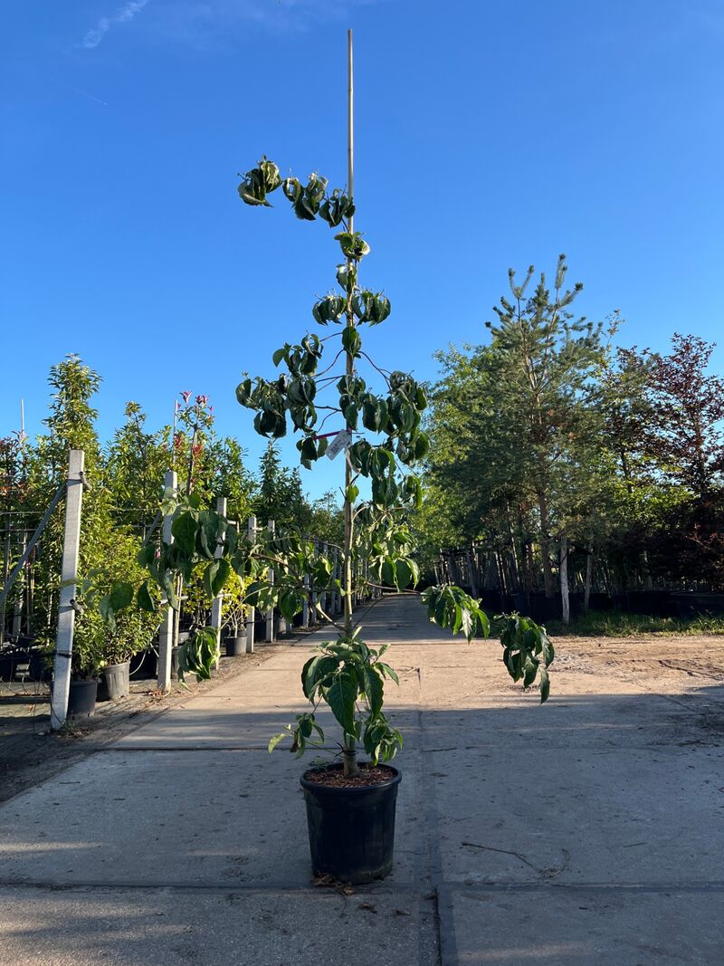 2x Grootbloemige kornoelje, Cornus 'Eddie's White Wonder', bloesemboom, witte bloei, ca. 2-2.5 m hoog – foto 2 – kavel bij Onlineveilingmeester, Ederveen