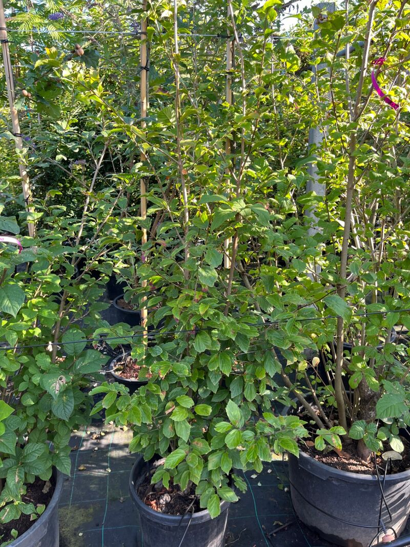8x Sierstruiken, Syringa Vulgaris, Parrotia Persica, sierheester, bloei/herfstverkleuring, ca. 125-175 cm hoog – foto 5 – kavel bij Onlineveilingmeester, Ederveen