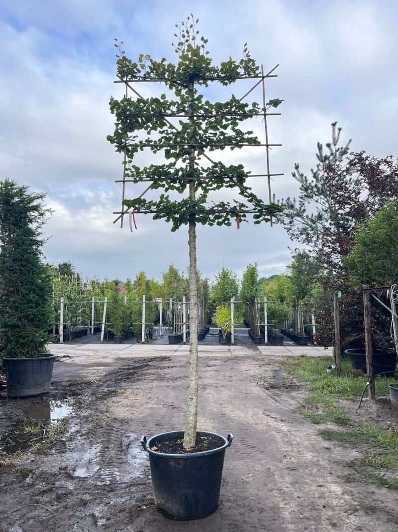 3x Koningslinde, Tilia 'Pallida', leiboom, ca. 200 cm stamhoogte – foto 3 – kavel bij Onlineveilingmeester, Ederveen