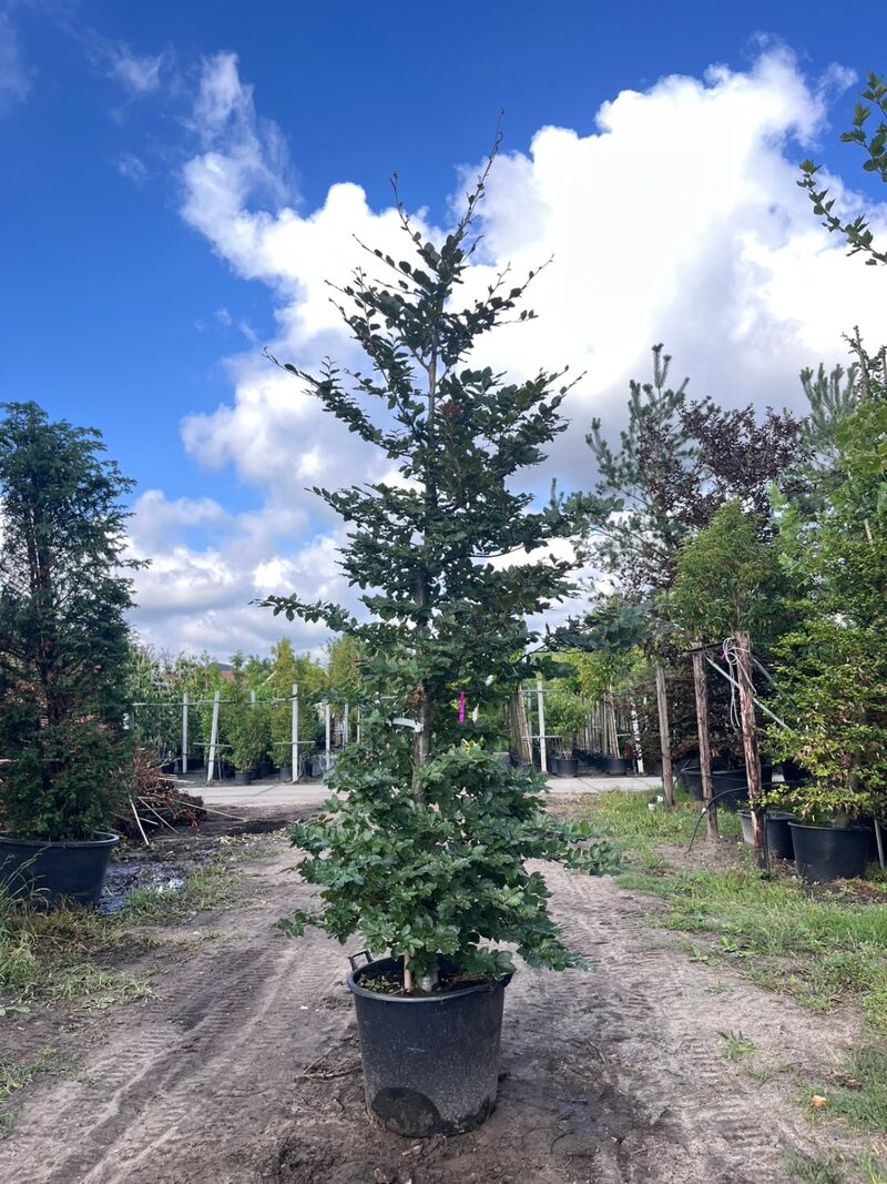 5x Rode beuk, Fagus 'Atropunicea', zuilvorm, roodbladig, ca. 4-5 m hoog – foto 2 – kavel bij Onlineveilingmeester, Ederveen
