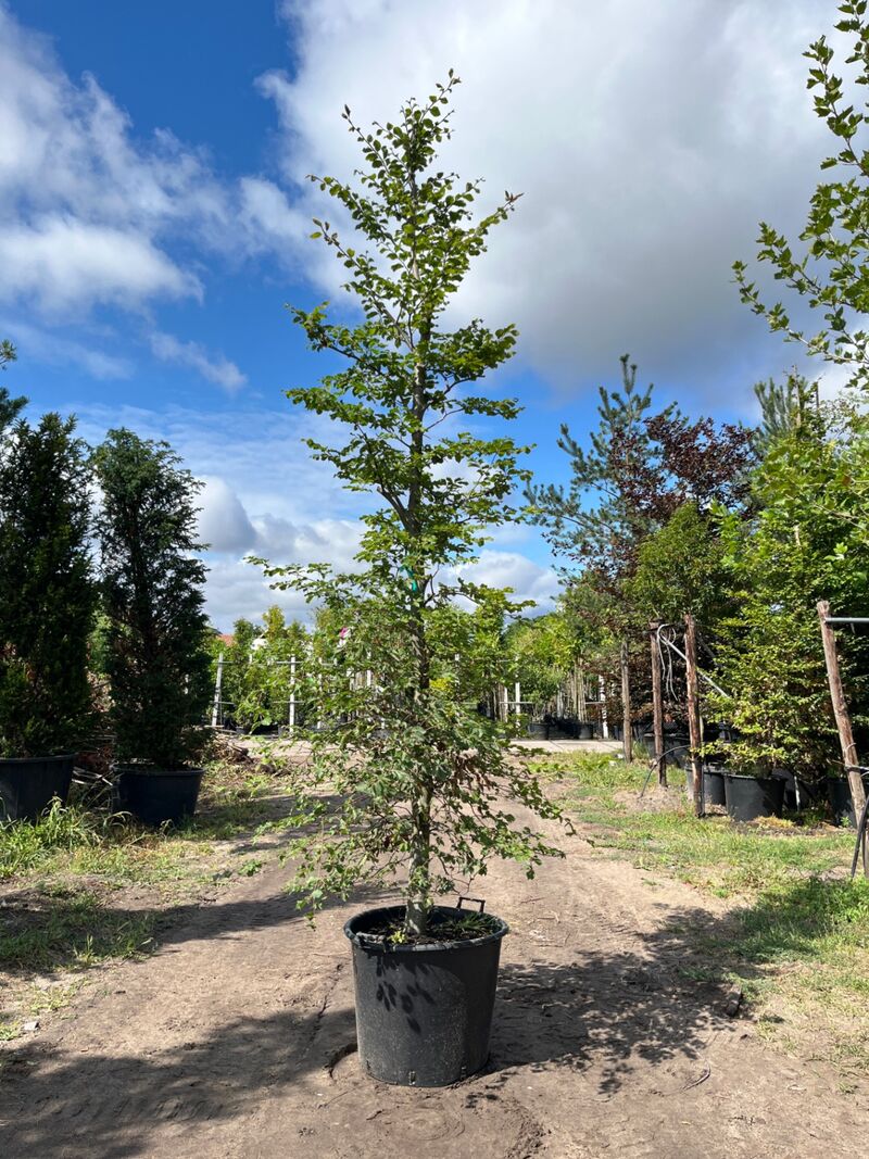 4x Beuk, Fagus Sylvatica, geveerd, groenbladig, ca. 4-5 m hoog – foto 3 – kavel bij Onlineveilingmeester, Ederveen
