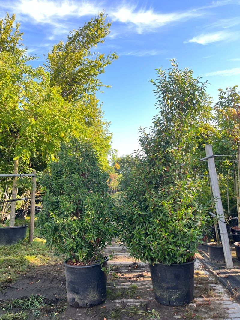4x Portugese laurier, Prunus 'Angustifolia', haagplant, wintergroen, ca. 175-225 cm hoog – foto 2 – kavel bij Onlineveilingmeester, Ederveen