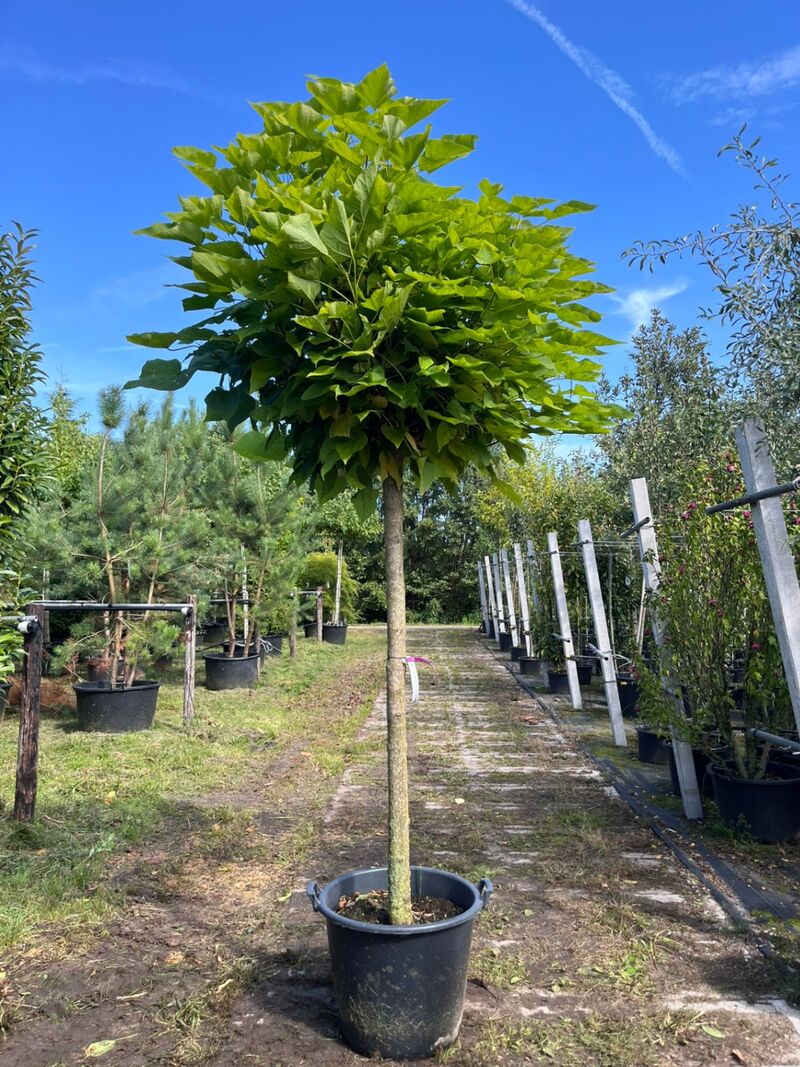 4x Trompetboom, Catalpa 'Nana', bolboom, ca. 160 cm stamhoogte – foto 4 – kavel bij Onlineveilingmeester, Ederveen