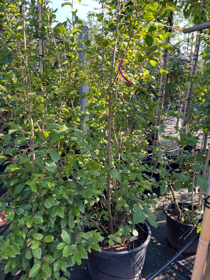 8x Sierstruiken, Syringa Vulgaris, Parrotia Persica, sierheester, bloei/herfstverkleuring, ca. 125-175 cm hoog – foto 4 – kavel bij Onlineveilingmeester, Ederveen