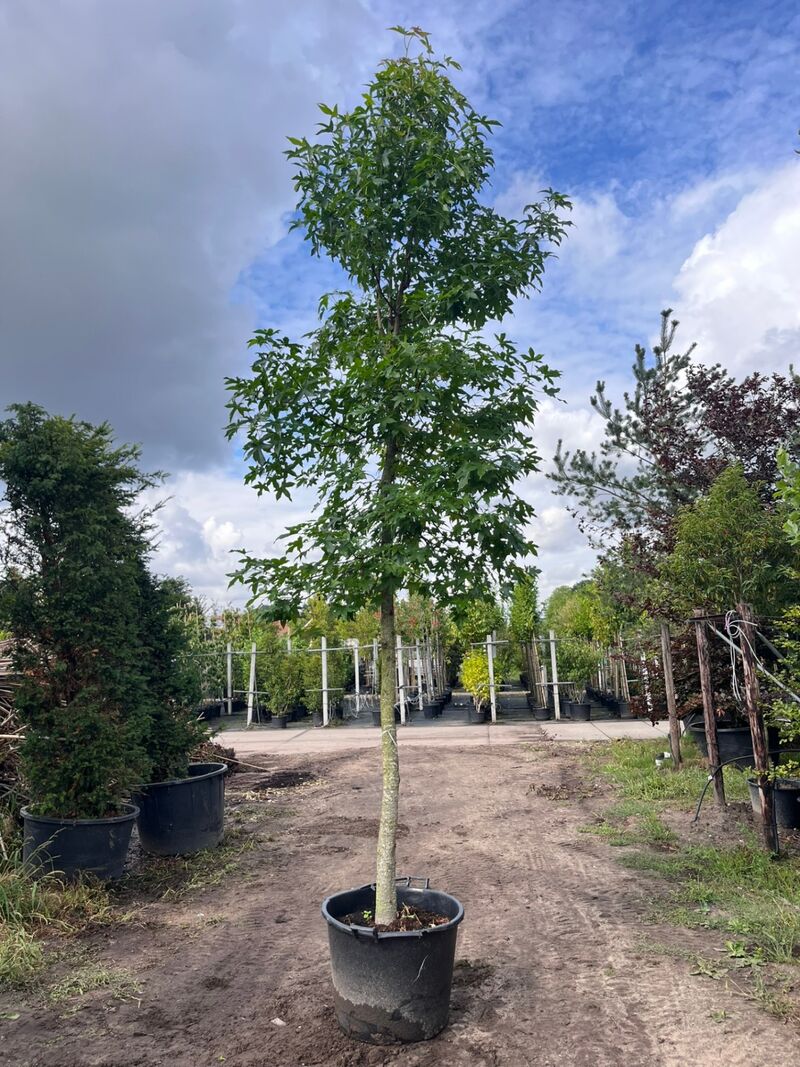 2x Amberboom, Liquidambar Styraciflua, hoogstam, herfstverkleuring, ca. 5 m hoog – foto 2 – kavel bij Onlineveilingmeester, Ederveen