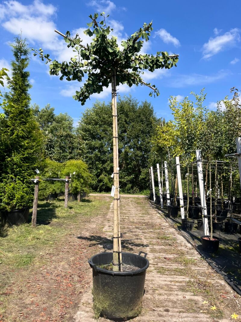 5x Japanse notenboom, Ginkgo Biloba, dakboom, gele herfstkleur, ca. 220 cm stamhoogte – foto 3 – kavel bij Onlineveilingmeester, Ederveen