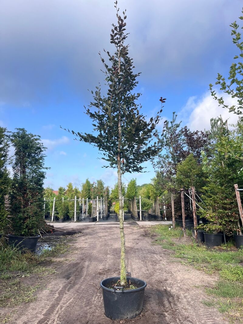 4x Rode beuk, Fagus 'Atropunicea', hoogstam, roodbladig, ca. 5 m hoog – foto 3 – kavel bij Onlineveilingmeester, Ederveen
