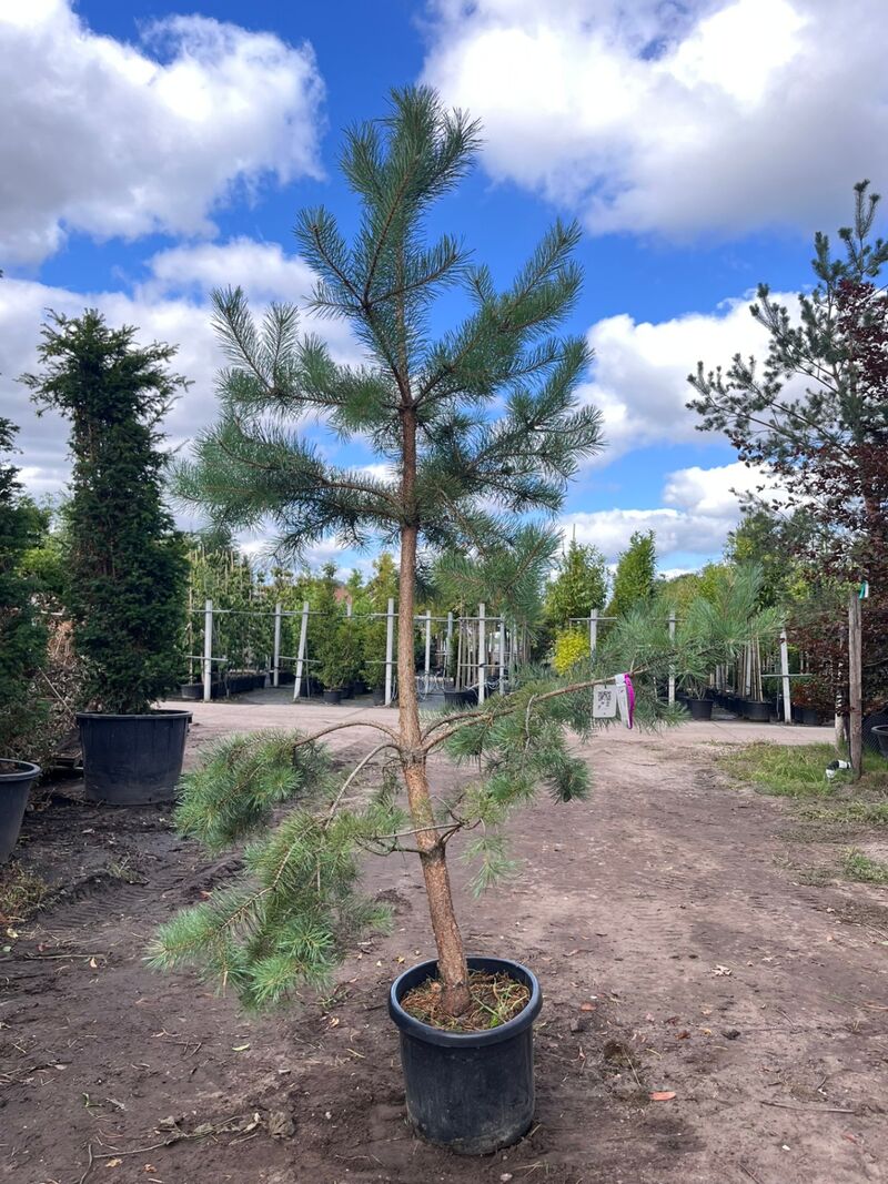 3x Grove den, Pinus Sylvestris, naaldboom, wintergroen, ca. 3 m hoog – foto 3 – kavel bij Onlineveilingmeester, Ederveen