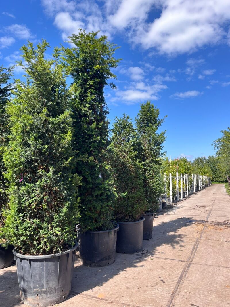 4x Venijnboom, Taxus Baccata, haagplant, wintergroen, ca. 250-400 cm hoog – foto 2 – kavel bij Onlineveilingmeester, Ederveen