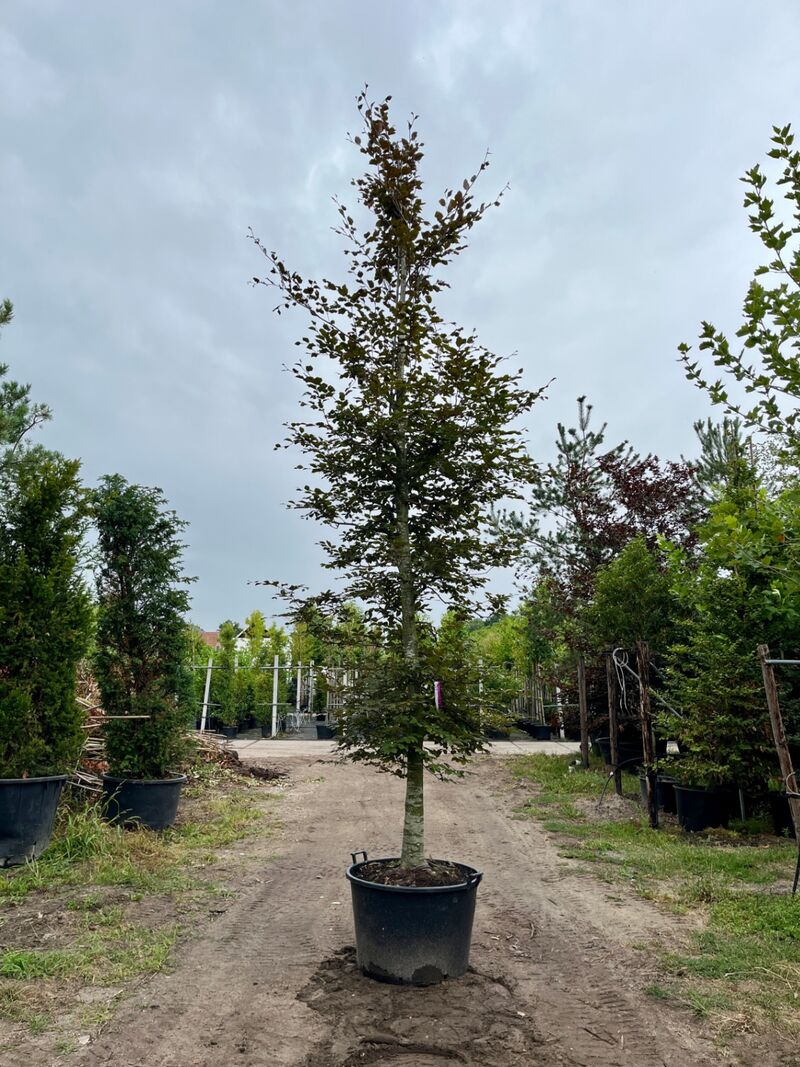 3x Rode beuk, Fagus 'Atropunicea', hoogstam, roodbladig, ca. 5-6 m hoog – foto 3 – kavel bij Onlineveilingmeester, Ederveen