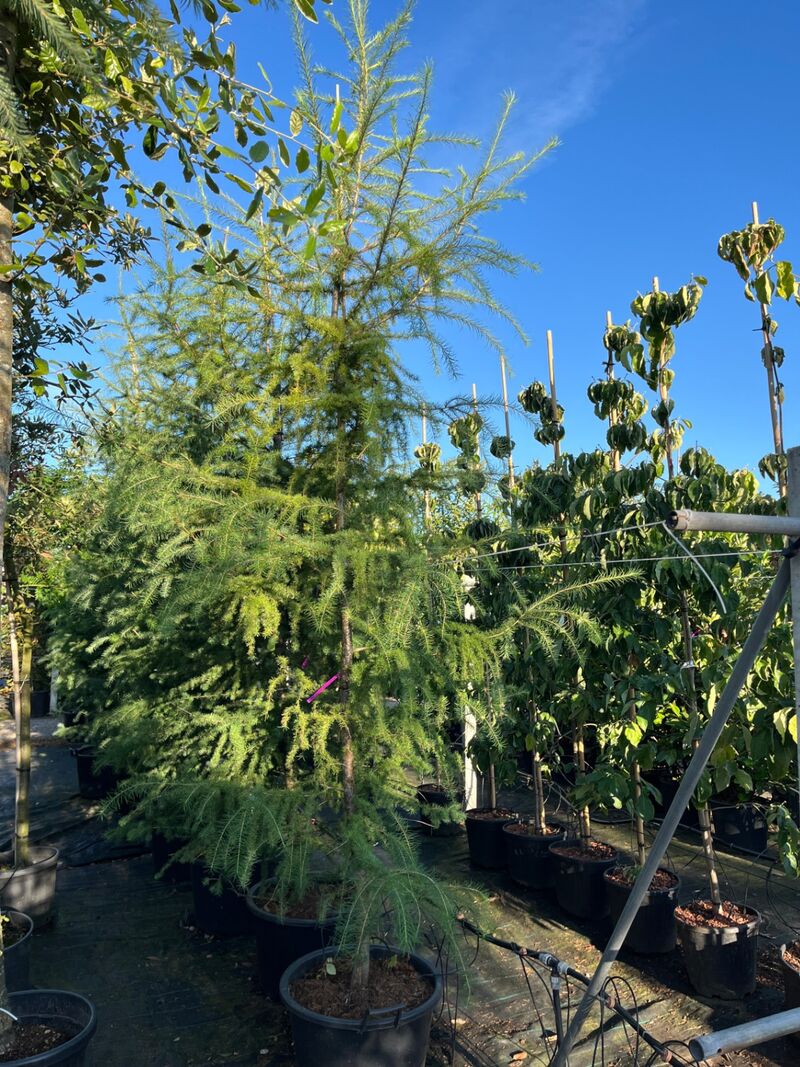 5x Hybride lork, Larix Marschlinsii, geveerd, blauwgroen, ca. 3 m hoog – foto 2 – kavel bij Onlineveilingmeester, Ederveen
