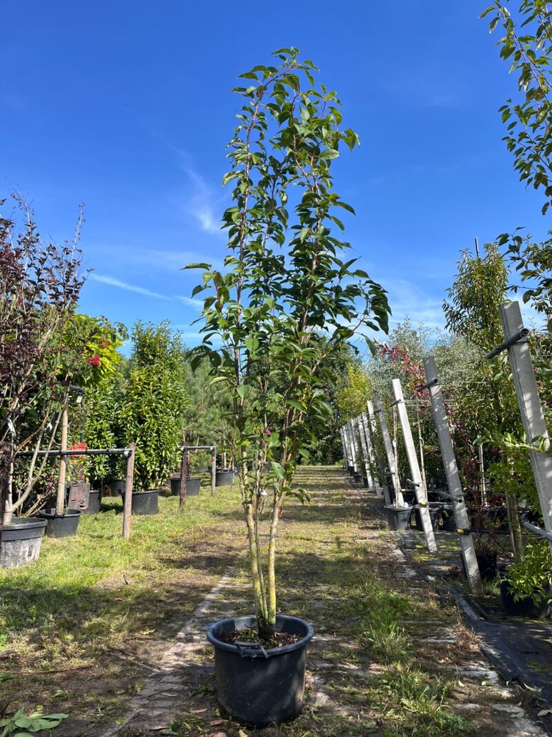 2x Japanse sierkers, Prunus 'Amanogawa', meerstammig, roze bloei, ca. 250-300 cm hoog – foto 2 – kavel bij Onlineveilingmeester, Ederveen