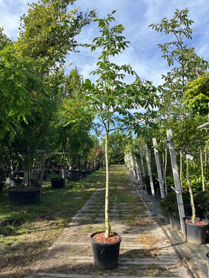 2x Walnotenboom, Juglans 'Chandler', vruchtboom, vruchtdragend, ca. 3.5 m hoog – kavel bij Onlineveilingmeester, Ederveen