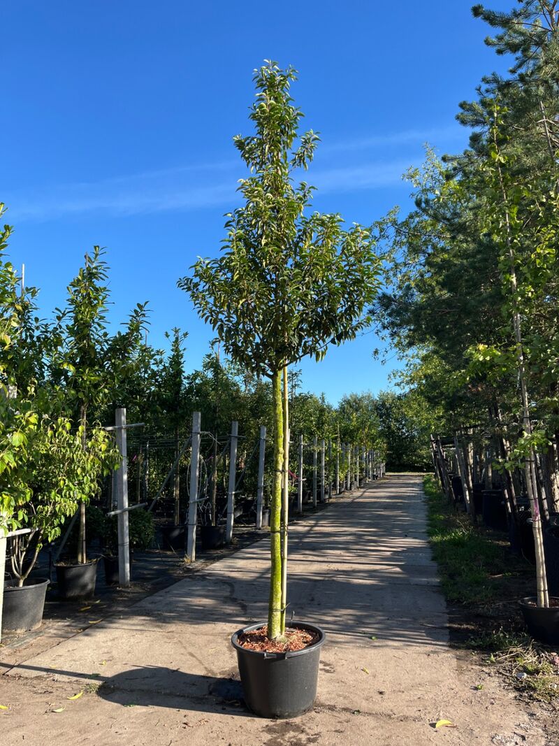 3x Portugese laurier, Prunus Lusitanica, hoogstam, wintergroen, ca. 3-3.5 m hoog – foto 2 – kavel bij Onlineveilingmeester, Ederveen