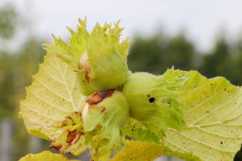 2x Hazelaar, Corylus Avellana, sierheester, ca. 250-300 cm hoog – foto 3 – kavel bij Onlineveilingmeester, Ederveen