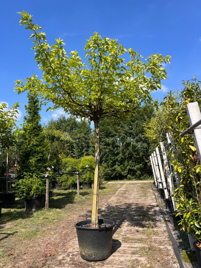 2x Witte moerbei, Morus 'Fruitless', dakboom, ca. 200 cm stamhoogte – foto 2 – kavel bij Onlineveilingmeester, Ederveen