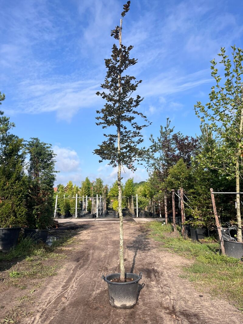 3x Rode beuk, Fagus 'Atropunicea', hoogstam, roodbladig, ca. 5 m hoog – foto 3 – kavel bij Onlineveilingmeester, Ederveen