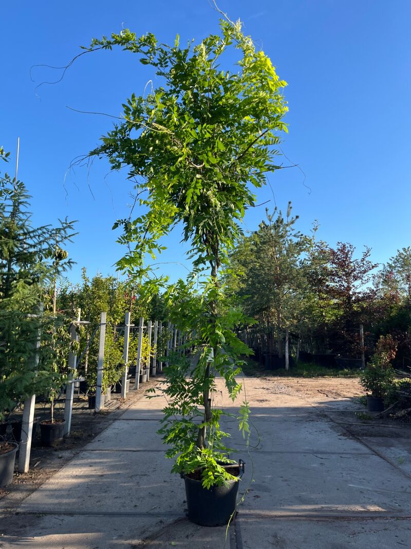4x Blauweregen, Wisteria 'Prolific', klimplant, blauwe bloei, ca. 2.5-3 m hoog – foto 2 – kavel bij Onlineveilingmeester, Ederveen