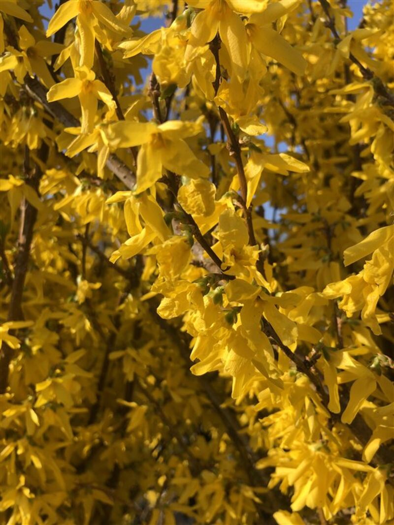 Chinees klokje, Forsythia 'Spectabilis', sierheester, gele bloei, ca. 150-175 cm hoog – foto 2 – kavel bij Onlineveilingmeester, Ederveen