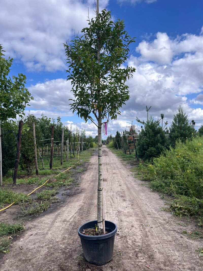 5x Portugese laurier, Prunus 'Angustifolia', leigeschikt, wintergroen, ca. 3-4 m hoog – foto 3 – kavel bij Onlineveilingmeester, Ederveen